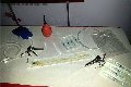 Foto Annunci Incontri Mistress Brescia Lady Ruby - 11