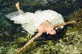 Foto Annunci Incontri Transescort Alba Adriatica Victoria Luxo - 59